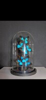 Preparált lepkék üveg tárolóban, Morpho pillangó taxidermia