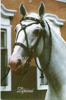Képeslap:  Ló, lovak. Lipicai, Szilvásvárad.