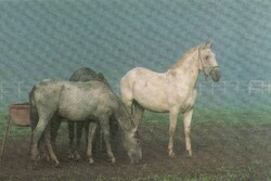 Képeslap:  Ló, lovak. Lipicai, Fülöpháza.