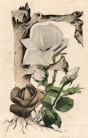 Képeslap: virágok. 1904.