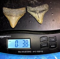 5,5cm es 7cm ép megalodon fogak eredeti Fosszília USA
