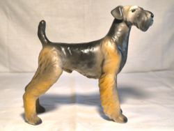 Hollóházi terrier kutya