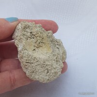 Kőzetgyűjteményből megkövesedett kagylók fosszília
