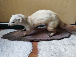 Preparált állat , nyest talpazaton vadászati szemléltető eszköz