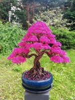 Magenta drótfa
