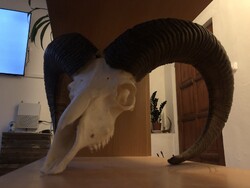 Muflon (Ovis gmelini) trófea