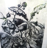 Hertay,nagy méretü, lenyűgöző növény rézkarca