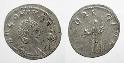 Salonina antoninian IVNORE GINA