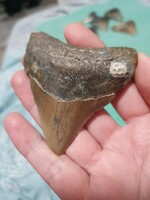 7cm es megalodon fog eredeti Fosszília USA/ North Karolina