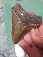 7cm es megalodon fog eredeti Fosszília USA/ North Karolina