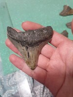 6,5x 7cm es megalodon fog eredeti Fosszília USA/ North Karolina