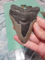 9cm es megalodon fog eredeti Fosszília USA/ North Karolina