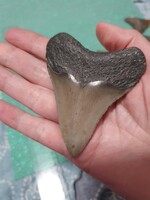 8cm es megalodon fog eredeti Fosszília USA/ North Karolina