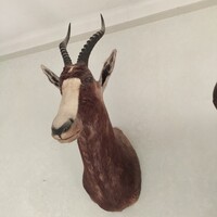 Blesbok,tarka lantszarvú antilop preparátum ,trófea
