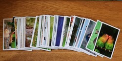 SPAR Állati rekordok matrica 1-200-ig