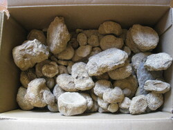 Ammonites fosszília tétel, csiszolandó, kb 2 kg