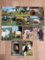 Állatos - Tehén, kecske, disznó  képeslapok vegyesen -  ár / db  - választható !!