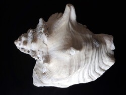 Óriás méretű tengeri csiga, 2,3 kg