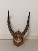 Antik trófea antilop szarv nagy méretű preparátum fa pajzson vadászat vadász 508 2957