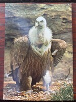 Színes "madaras" nagyon szép képeslap. Bratislava.Postatiszta.