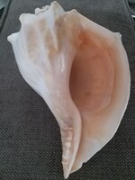 Tengeri csiga