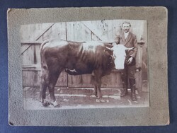Antik fotó  gazda áll büszkén a kapu előtt a szarvasmarhája mellett 1900as évek eleje