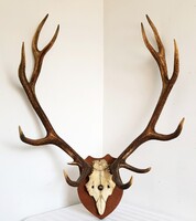 Szarvas agancs trófea