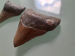 7,5 cm es megalodon fog eredeti Fosszília USA/ North Karolina