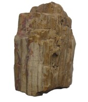 Megkövesedett fa fosszília
