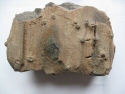 Megkövesedett fa fosszília