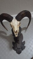 Muflon Trófea
