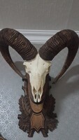 Muflon trófea