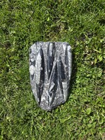 • Hatalmas, valódi orthoceas fosszília    -    új, sok kézműves ékszer !