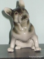 ROYAL DUX  FRANCIA BULLDOG  BULDOG KUTYA