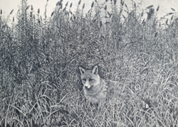 Róka - vadászat témájú grafika, gyűjtői ritkaság! Novák Lajos - állatkép, természet, vadász