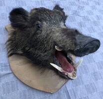 Vaddisznó  trófea, fa talapzaton  !