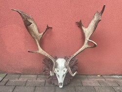 Dámszarvas agancs trófea