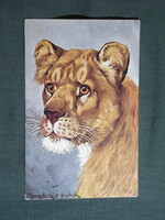 Képeslap,művészet,Donadini. jr. grafika,állatok,Oroszlán, 1910-