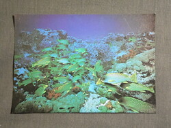Képeslap,Afrika,Dzsibuti,Seba sziget,korallzátony,állatvilág,hal látkép,részlet, 1980-