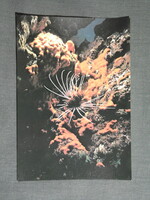 Képeslap,Afrika,Dzsibuti,Seba sziget,korallzátony,állatvilág,ördöghal látkép,részlet, 1980-