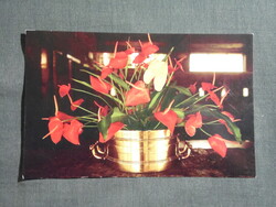 Képeslap,Közép Amerika,Karib tenger,Dominikai köztársaság,liliom virág,1980-