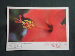 Képeslap,Közép Amerika,Jamaica,Hibiscus Flower,Hibiszkusz virág,1980-
