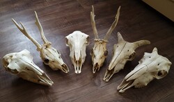 Koponyák,koponya,trófea,preparátum. Egyben! Őz,juh,kecske.
