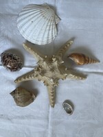5 db, nagy tengeri csiga, kagyló, meg egy tengeri csillag.