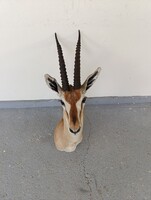 Antik trófea antilop szarv afrikai trófea preparátum régi szép kikészítés vadászat vadász 877 3234