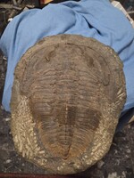Óriási trilobita