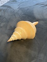 Syrinx aruanus - Polished Australian Trumpet Shell, 1.3 kg