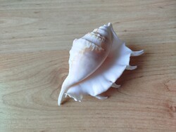 Sea snail house