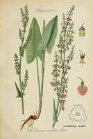 BOTANIKAI ILLUSZTRÁCIÓ SOROZAT, DR. THOMÉ