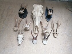 TRÓFEA  , AGANCS ÖMLESZTVE BARKÁCSOLÓKNAK BIKA KOPONYA